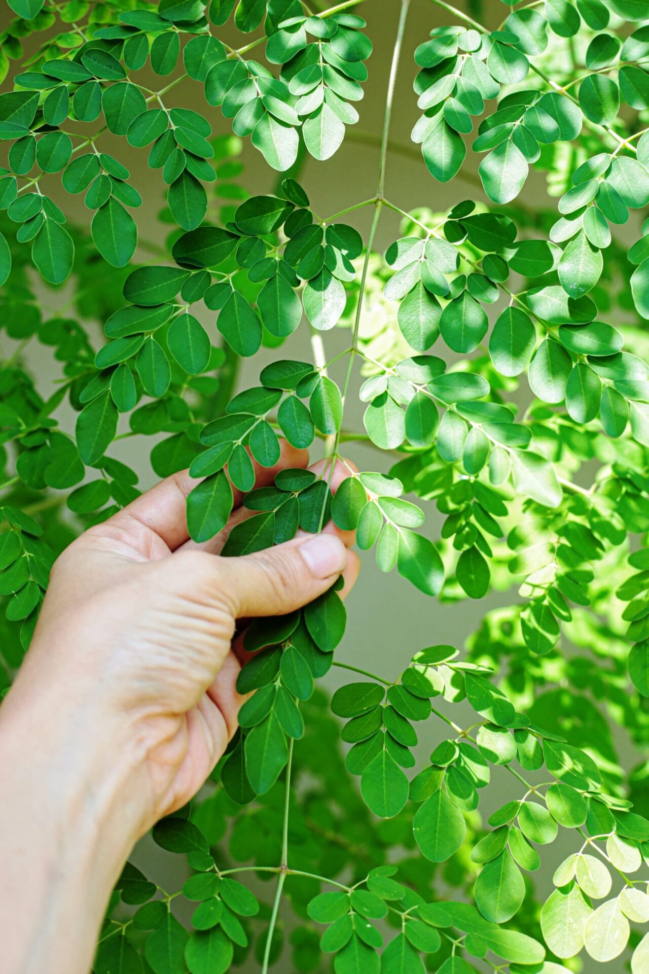 Moringa Powder Benefits Side Effects