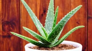 Benefits of Aloe Vera for Skincare According to Dermatologist