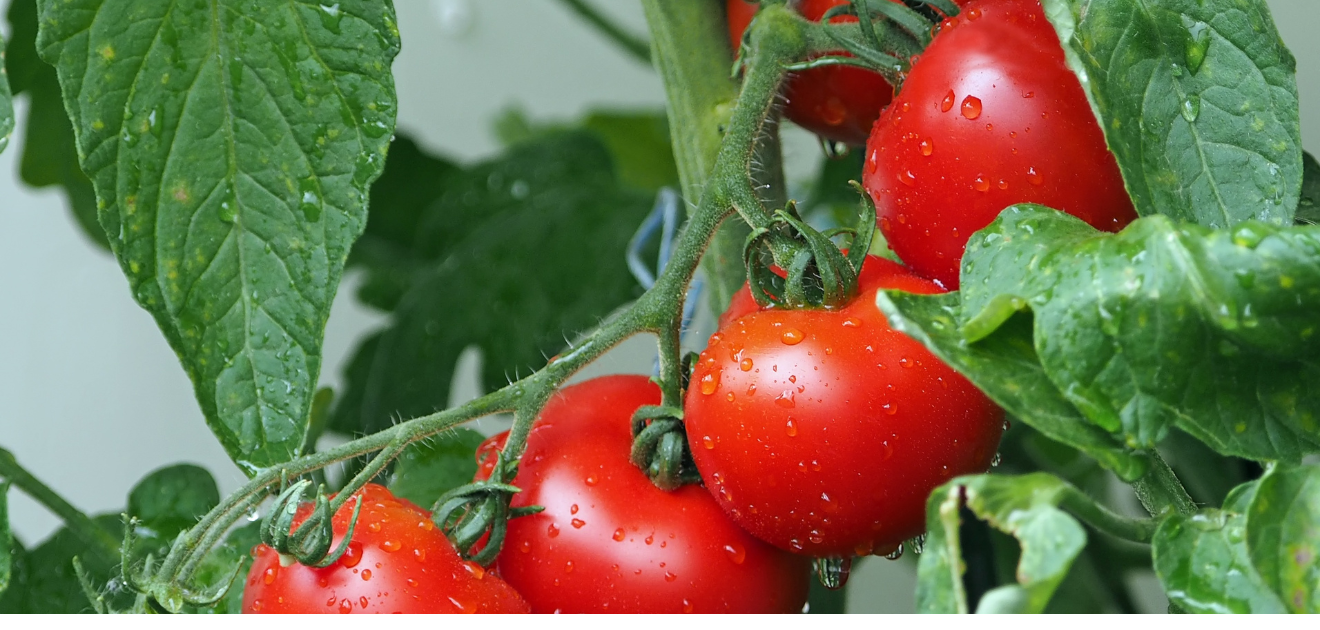 Tomato Was Considered Poisonous