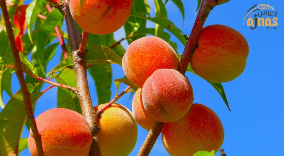 Side-Effects & Allergies of Peach